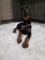 DEUCE 💚, a male Doberman Pinscher for sale in La Fayette, GA – 6 of 7