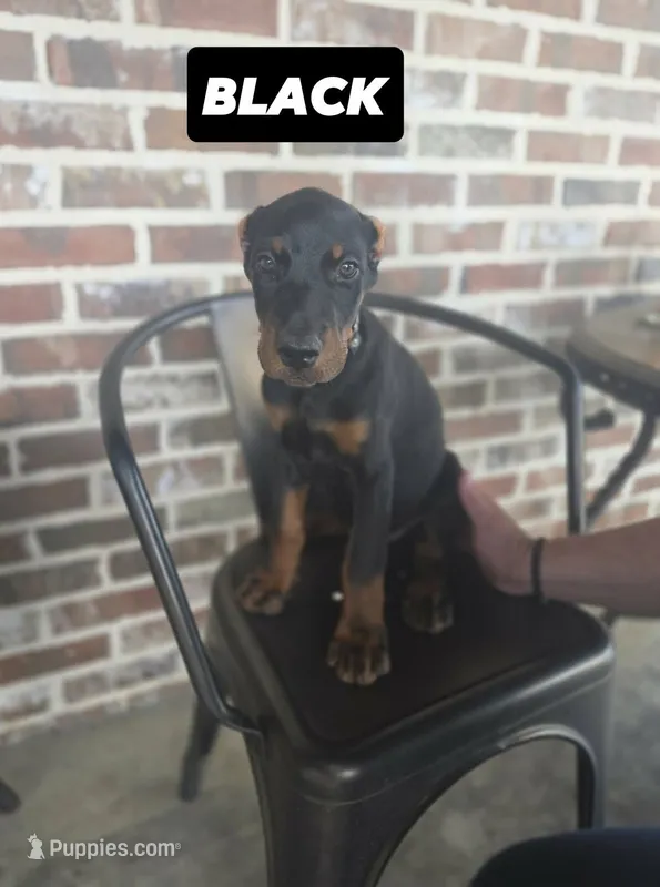 Black collar – Doberman Pinscher puppy for sale in La Fayette, GA