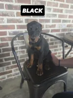 Black collar, a male Doberman Pinscher for sale in La Fayette, GA – 1 of 6