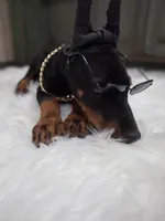 DEUCE 💚, a male Doberman Pinscher for sale in La Fayette, GA – 7 of 7