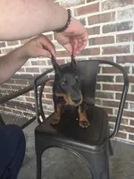 Dolly, a female Doberman Pinscher for sale in La Fayette, GA – 2 of 5