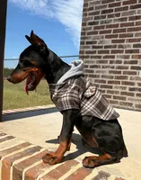 Rusty 🧡, a male Doberman Pinscher for sale in La Fayette, GA – 2 of 10