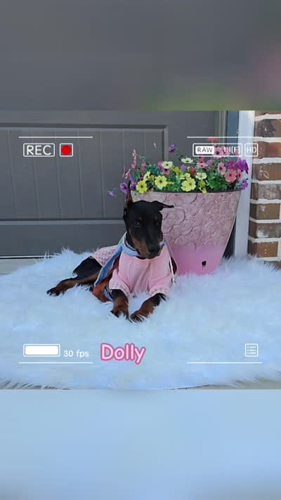 Dolly💗, a female Doberman Pinscher for sale in La Fayette, GA – 10 of 10
