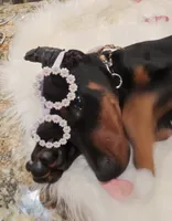 Dolly💗, a female Doberman Pinscher for sale in La Fayette, GA – 9 of 10