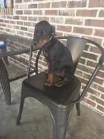Black collar, a male Doberman Pinscher for sale in La Fayette, GA – 2 of 6