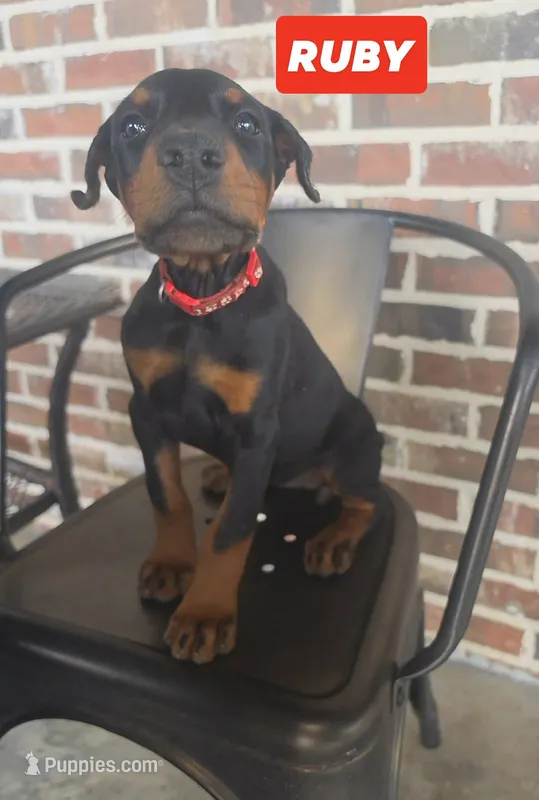 Ruby – Doberman Pinscher puppy for sale in La Fayette, GA