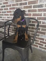 Purple , a female Doberman Pinscher for sale in La Fayette, GA – 5 of 5