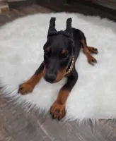 Rusty 🧡, a male Doberman Pinscher for sale in La Fayette, GA – 8 of 10