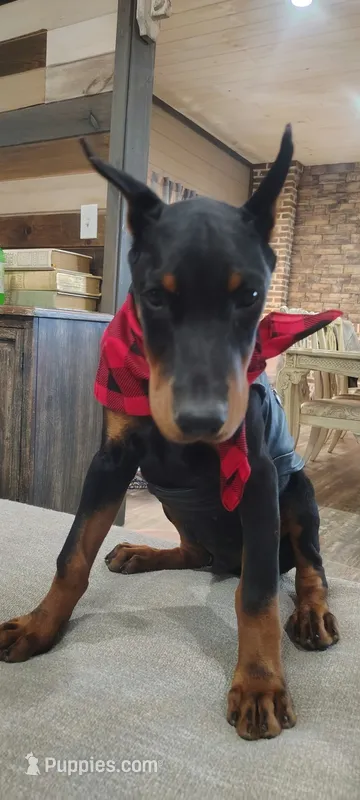 DEUCE 💚 – Doberman Pinscher puppy for sale in La Fayette, GA