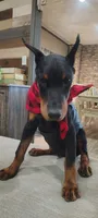 DEUCE 💚, a male Doberman Pinscher for sale in La Fayette, GA – 1 of 7