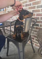 Rusty , a male Doberman Pinscher for sale in La Fayette, GA – 3 of 4