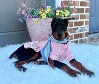 Dolly💗, a female Doberman Pinscher for sale in La Fayette, GA – 5 of 10