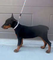 Dolly💗, a female Doberman Pinscher for sale in La Fayette, GA – 3 of 10