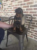 Rusty , a male Doberman Pinscher for sale in La Fayette, GA – 2 of 4
