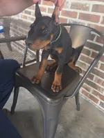 Green , a female Doberman Pinscher for sale in La Fayette, GA – 2 of 4