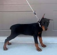 Dolly💗, a female Doberman Pinscher for sale in La Fayette, GA – 2 of 10