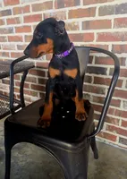 Purple , a female Doberman Pinscher for sale in La Fayette, GA – 3 of 5