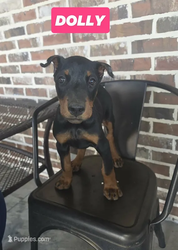 Dolly – Doberman Pinscher puppy for sale in La Fayette, GA