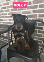 Dolly, a female Doberman Pinscher for sale in La Fayette, GA – 1 of 5