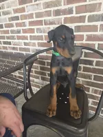 Green , a female Doberman Pinscher for sale in La Fayette, GA – 4 of 4
