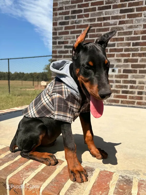 Rusty 🧡 – Doberman Pinscher puppy for sale in La Fayette, GA