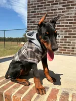 Rusty 🧡, a male Doberman Pinscher for sale in La Fayette, GA – 1 of 10