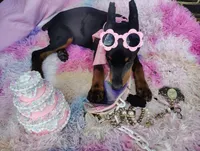 Dolly💗, a female Doberman Pinscher for sale in La Fayette, GA – 4 of 10