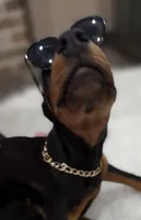 DEUCE 💚, a male Doberman Pinscher for sale in La Fayette, GA – 4 of 7