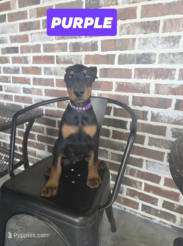 Purple  – Doberman Pinscher puppy for sale in La Fayette, GA