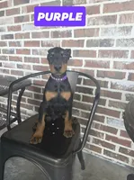Purple , a female Doberman Pinscher for sale in La Fayette, GA – 1 of 5