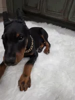 Rusty 🧡, a male Doberman Pinscher for sale in La Fayette, GA – 10 of 10