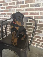 Ruby, a female Doberman Pinscher for sale in La Fayette, GA – 2 of 3