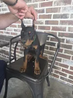 Green , a female Doberman Pinscher for sale in La Fayette, GA – 3 of 4