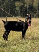 Rusty 🧡, a male Doberman Pinscher for sale in La Fayette, GA – 3 of 10