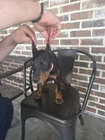 Dolly, a female Doberman Pinscher for sale in La Fayette, GA – 4 of 5