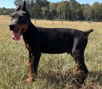 Rusty 🧡, a male Doberman Pinscher for sale in La Fayette, GA – 7 of 10
