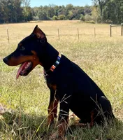 Rusty 🧡, a male Doberman Pinscher for sale in La Fayette, GA – 4 of 10