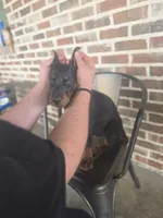 Black collar, a male Doberman Pinscher for sale in La Fayette, GA – 4 of 6