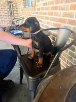 Dolly, a female Doberman Pinscher for sale in La Fayette, GA – 5 of 5