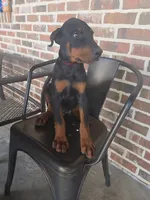 Burgundy , a male Doberman Pinscher for sale in La Fayette, GA – 4 of 4