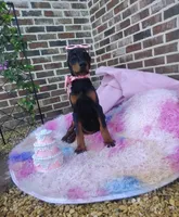 Dolly💗, a female Doberman Pinscher for sale in La Fayette, GA – 6 of 10