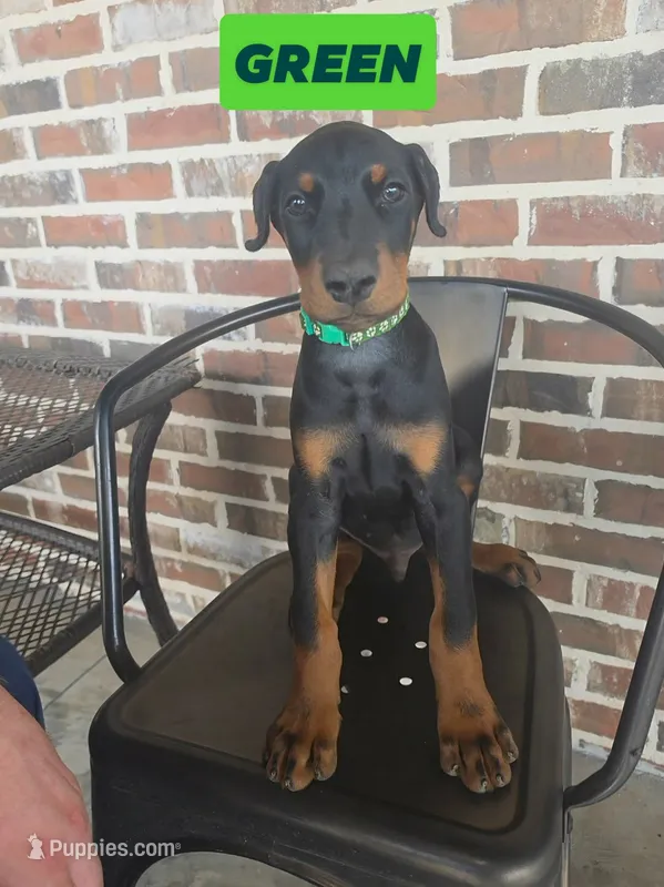 Green  – Doberman Pinscher puppy for sale in La Fayette, GA