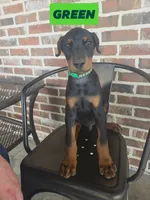 Green , a female Doberman Pinscher for sale in La Fayette, GA – 1 of 4