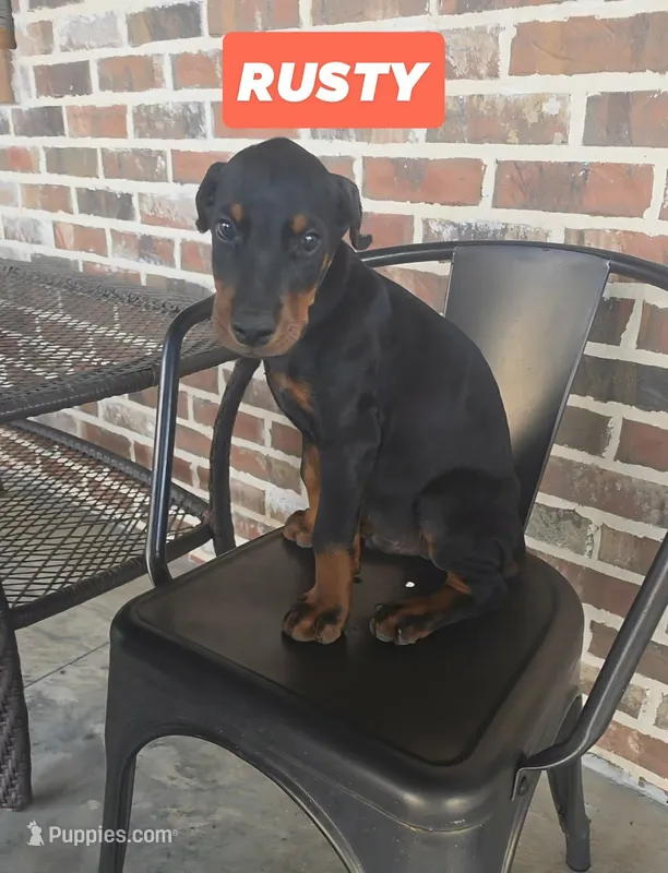 Rusty  – Doberman Pinscher puppy for sale in La Fayette, GA