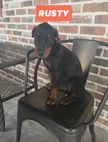 Rusty , a male Doberman Pinscher for sale in La Fayette, GA – 1 of 4