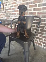 Rusty , a male Doberman Pinscher for sale in La Fayette, GA – 4 of 4