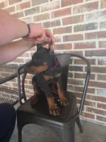 Burgundy , a male Doberman Pinscher for sale in La Fayette, GA – 2 of 4