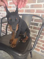 Ruby, a female Doberman Pinscher for sale in La Fayette, GA – 3 of 3