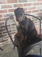 Black collar, a male Doberman Pinscher for sale in La Fayette, GA – 6 of 6