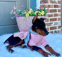 Dolly💗, a female Doberman Pinscher for sale in La Fayette, GA – 7 of 10